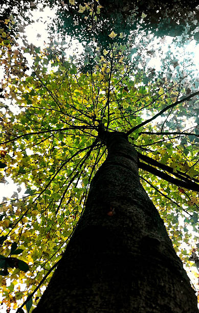 istock Tall Mountain Tree Showing Off Beautiful Yellow Sunlit Leaves. 522333601