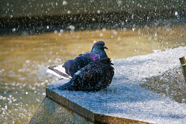 Bird is drinking water on square.