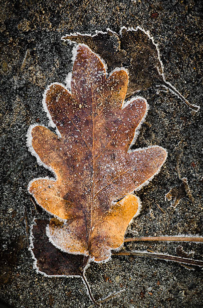 istock autumn leaves under hoarfrost 522334183