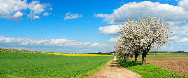 Cherry Trees blossoming on side of Dirt Road through colorful spring landscape under cloudy blue sky