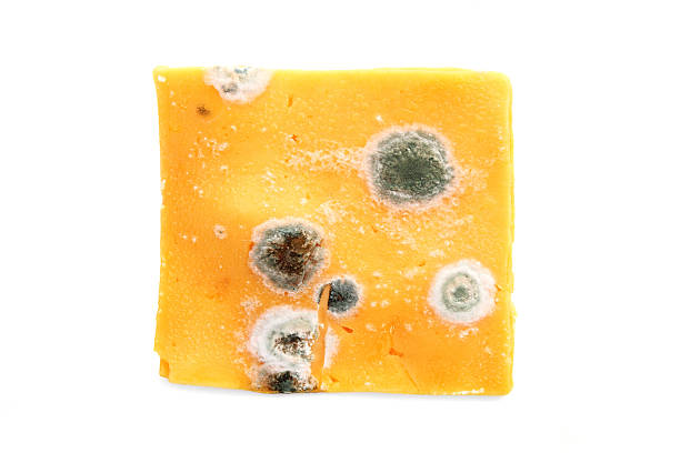 istock Moldy slice of yellow cheddar cheese 522334809