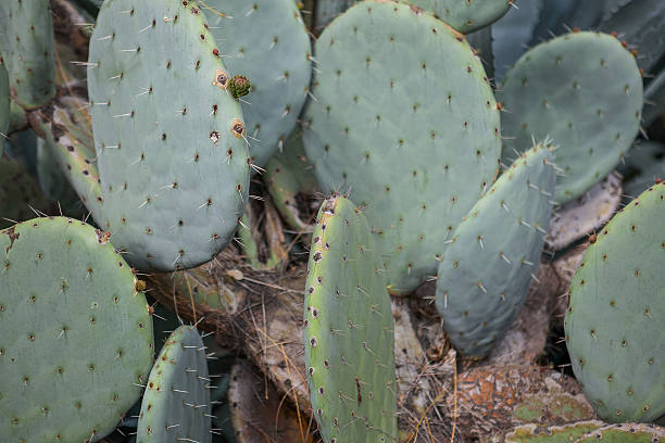 istock Exotic plants. Close-up of a prickly cactus 522335062