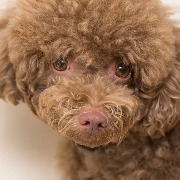 istock Close up  face of Poodle looking 522342557