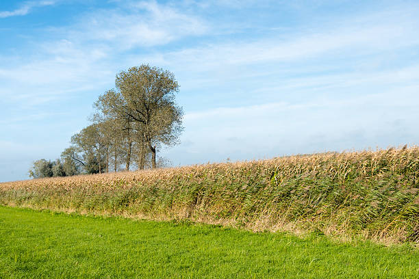 istock Colorful autumn landscape 522343603
