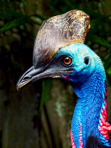 The Southern Cassowary, (Casuarius casuarius - lat. lang.) or Double-wattled Cassowary, Australian Cassowary or Two-wattled Cassowary is the second heaviest bird on earth.  The maximum size estimated at 85 kg and 190 cm. Cassowaries have a reputation for being dangerous to people and domestic animals.