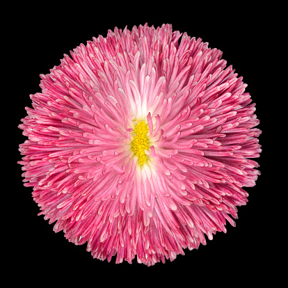 Pink Daisy Flower with Yellow Center Isolated on Black Background. Bellis perennis - English Daisy - Asteraceae Macro