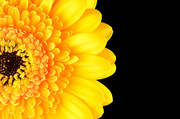 istock Yellow Gerber Marigold Flower Part Isolated on Black 522344085