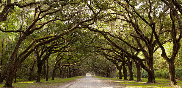 Live Oak Trees From Georgia, USA Road through Live Oak trees near Savannah, Georgia, USA. live oak tree stock pictures, royalty-free photos & images