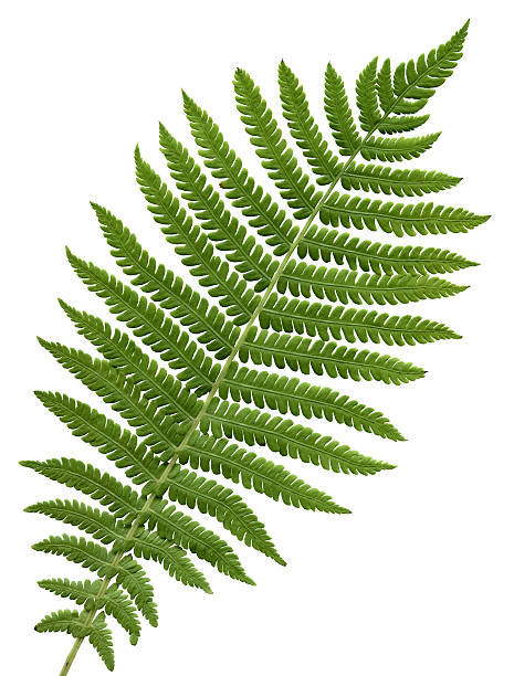 green fern leaf isolated green leaf isolated on a white background. Macro shot sword fern stock pictures, royalty-free photos & images