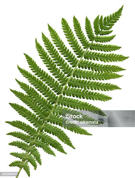 Green Fern Leaf Isolated Stock Photo - Download Image Now - Fern, Cut Out, Leaf