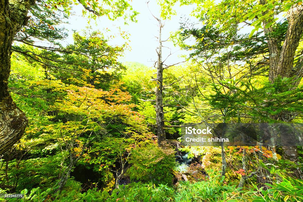 Green and autumn trees in Oku Nikko Blue Stock Photo