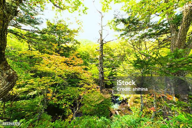 Green And Autumn Trees In Oku Nikko Stock Photo - Download Image Now - Blue, Horizontal, Japan