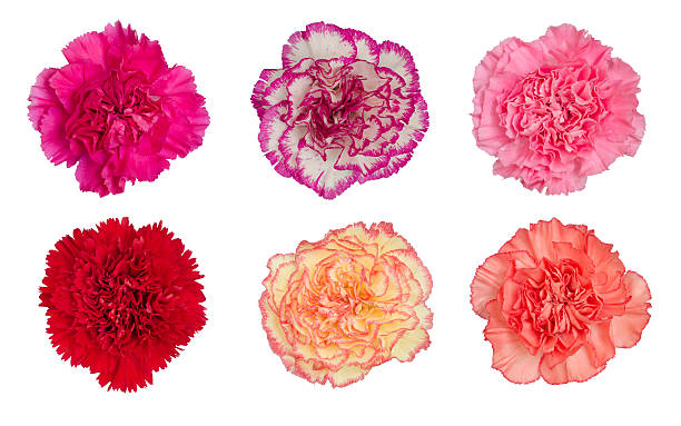 carnation blume, isoliert auf weißem hintergrund - dianthus stock-fotos und bilder