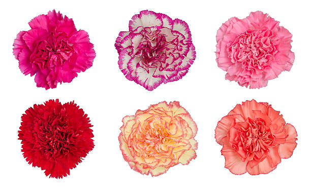 carnation flower isolated on white background carnation flower isolated on white background carnation flower photos stock pictures, royalty-free photos & images