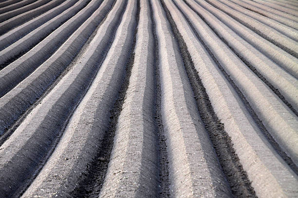 furrows para cultivo de zanahoria - ackerfurchen fotografías e imágenes de stock