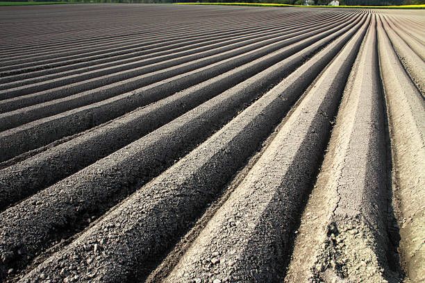 furrows para cultivo de zanahoria - ackerfurchen fotografías e imágenes de stock