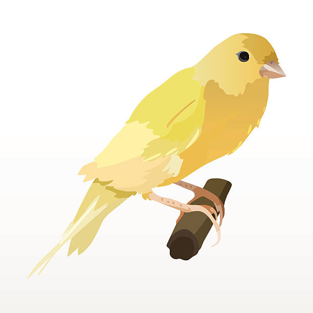 Canary vector art illustration