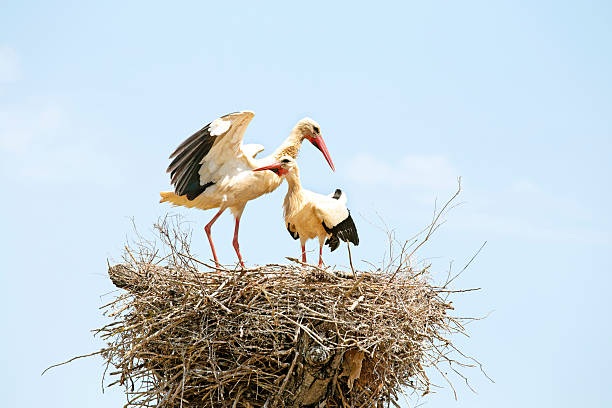 istock Pair of Storks on their nest 522354509