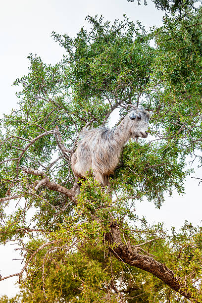 istock Morrocan goats in the field 522354651