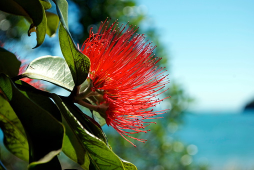 A Close-Up of the Pohutukawa flower (Metrosideros excelsa). This New Zealand coastal tree is known as the New Zealand Christmas Tree due to the profusion of crimson flowers it bears about Christmas time.