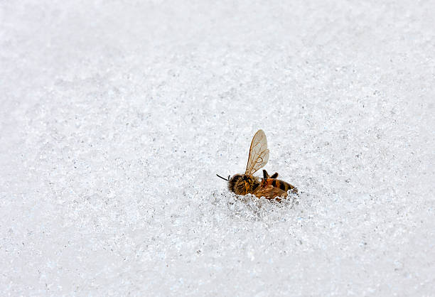 abelha cought de inverno - cought imagens e fotografias de stock