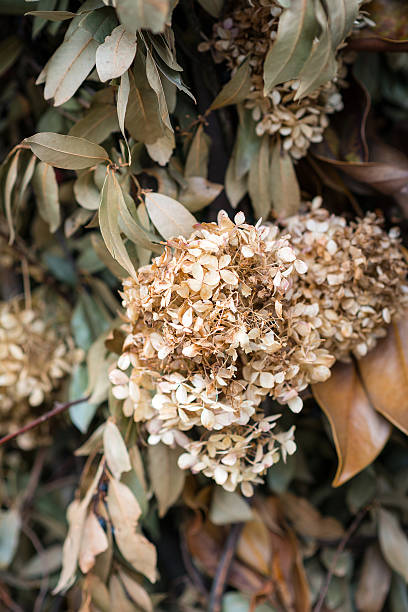 istock Dry flowers and leaves autumn composition 522355829