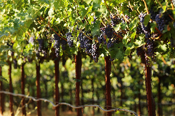 Many Bunches of Ripe Wine Grapes in Vineyard stock photo