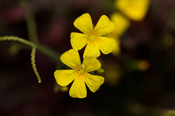 Oxalis hedysaroides 、ルブラの、Oxialidaceae 、ブラジル ストックフォト