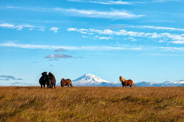 istock Icelandic horses with snow capped mountain in backgound 522357159