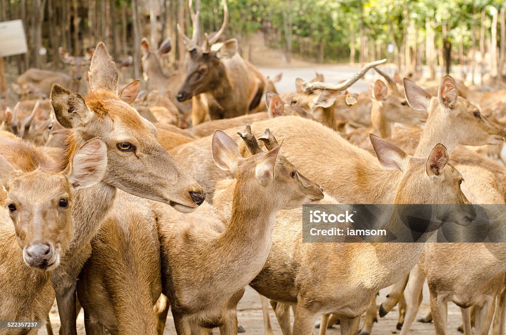 Deers in the park Deers waiting for food in the park Animal Stock Photo