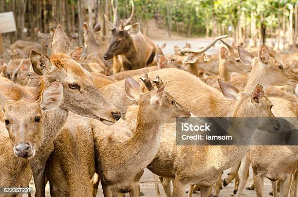 Deers In The Park Stock Photo - Download Image Now - Animal, Animal Wildlife, Deer