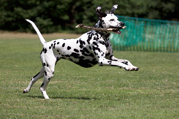 istock Dalmatian dog running with a stick 522358045