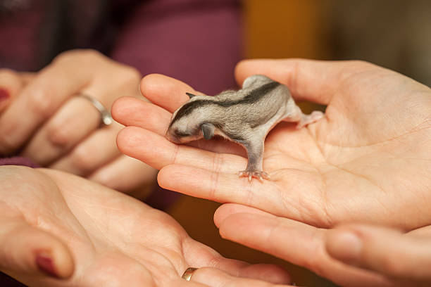 istock Sugar glider cub, arboreal gliding possum crawling in woman hand 522359955