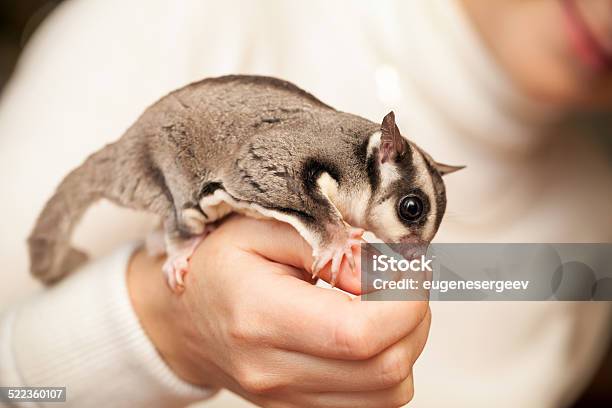 Gray Sugar Glider Seats On Woman Hand Stock Photo - Download Image Now - Activity, Adult, Animal