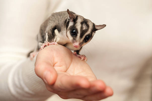 istock Sugar glider, arboreal gliding possum seats on the hand 522360147