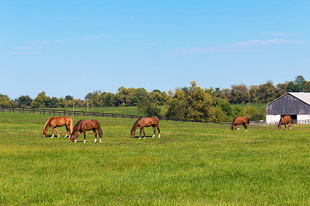istock Horses at horse farm. 522360993