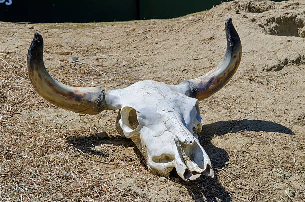 cow skull - animal skull cow animals in the wild west стоковые фото и изображения