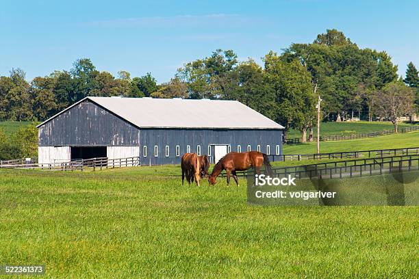 Grüne Wiesen Von Horse Farms Country Sommer Landschaft Stockfoto und mehr Bilder von Kentucky