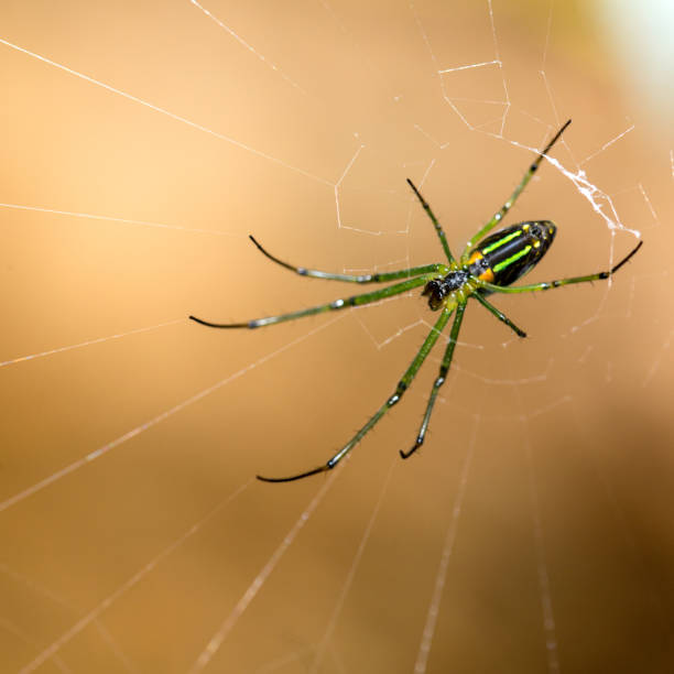 istock Golden Silk Orb weaver Spider 522361919