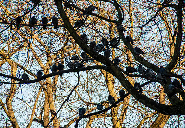 istock Pigeons sitting on a branch 522361957