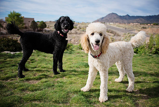 白黒標準のプードルが可愛く庭園 - standard poodle ストックフォトと画像