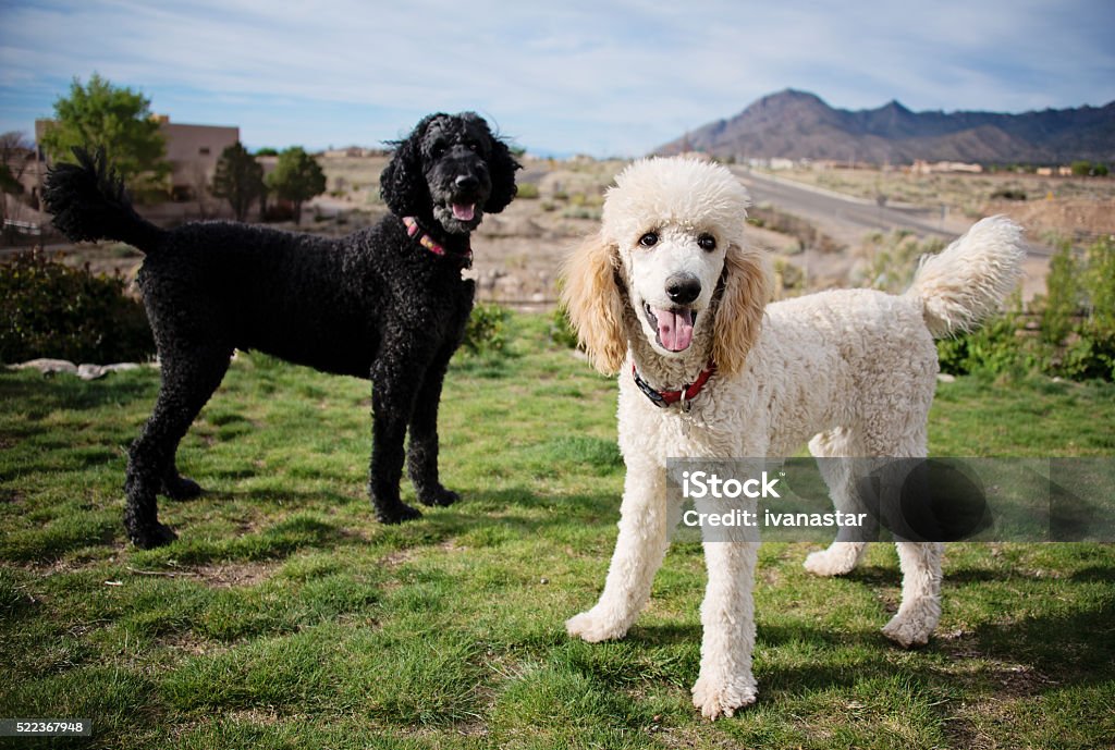 Black and White Standard Poodles in Garden Black and White Standard Poodles Poodle Stock Photo