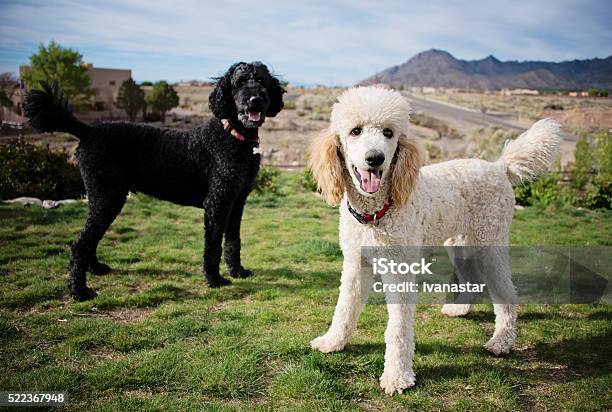 Black And White Standard Poodles In Garden Stock Photo - Download Image Now - Poodle, Standard Poodle, Dog