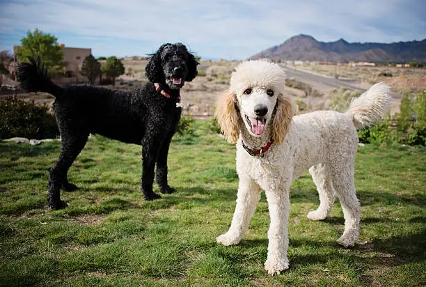 Photo of Black and White Standard Poodles in Garden