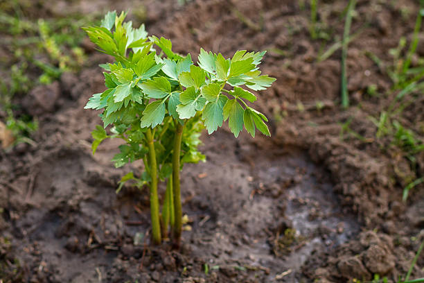 lovage lovage in the garden, green leaves, Levisticum officinale lovage stock pictures, royalty-free photos & images