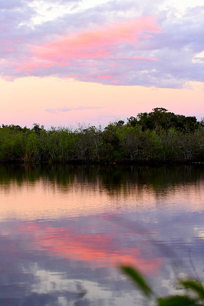 istock Pink clouds reflect in the water located in Everglades, Florida 522369136