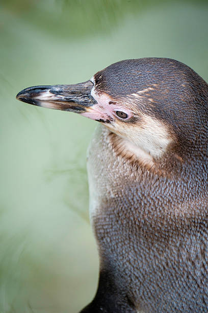 istock Overhead viewpont of Penguin 522369630