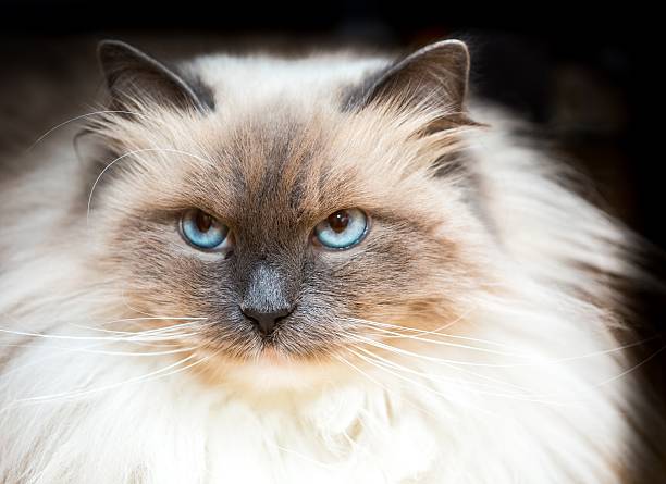 istock Beautiful Neva Masquerade cat portrait 522369802