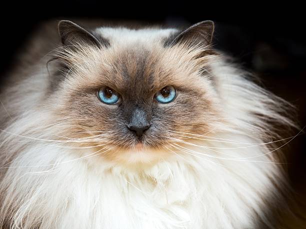 istock Beautiful Neva Masquerade cat portrait 522369818