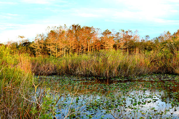 istock Pond with lily pads located in Everglades, Florida 522370092